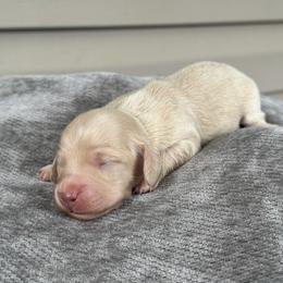 Cream babe - Cream female Dachshund puppy in Mooresboro, North Carolina from Walker Family Pups