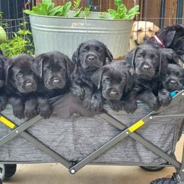 Labrador Retriever Puppies from Labs4Ever Labradors