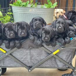 Labrador Retriever Puppies from Labs4Ever Labradors