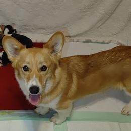Emma - Pembroke Welsh Corgi