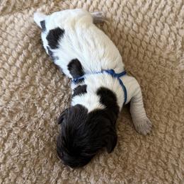 Wirehaired Pointing Griffon Puppies from Idleista Grand Chasseur