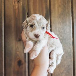 Sierra - female Golden Mountain Doodle puppy in Greenbrier, Arkansas from Tilley's Southern Doodles