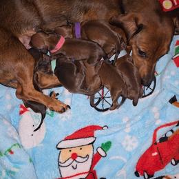 Dachshund Puppies from Southeast mo Miniature dachshunds