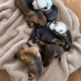 Liver and Tan Male - Liver male German Shepherd puppy in Tafton, Pennsylvania from Pocono GSD