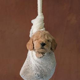Bernedoodles and Goldendoodles from Edmond Doodles, LLC