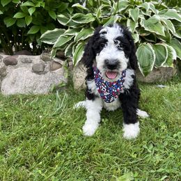 Violet - Purple Girl - Black and white Sheepadoodle puppy in Camillus, New York from Spy Haven LLC