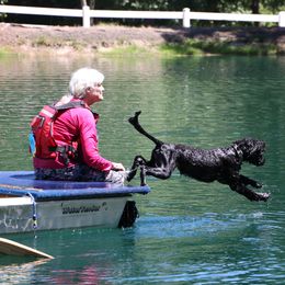 Portuguese Water Dog All Grown Up from Southern Splash