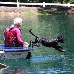 Portuguese Water Dog All Grown Up from Southern Splash