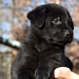 Black Male (No Collar) - German Shepherd puppy in Oxford, Arkansas from Atlas Shepherds