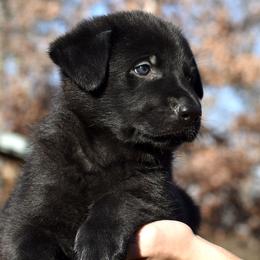 Black Male (No Collar) - German Shepherd puppy in Oxford, Arkansas from Atlas Shepherds