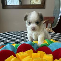 Twix - Red and white male Chihuahua puppy in Ochlocknee, Georgia from High Cotton Chihuahuas