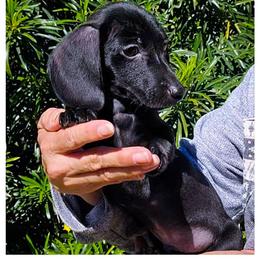 Smoo - Black male Dachshund puppy in Phoenix, Arizona from AZ's Prestigious Miniature Dachshunds