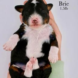 Brie - Tri-color female Bernedoodle puppy in Comanche, Texas from Central Texas Doodles, LLC.