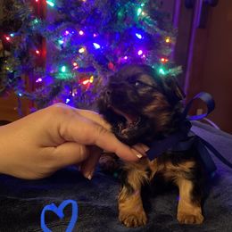 Yorkshire Terrier Puppies from Sweet Fur Babies