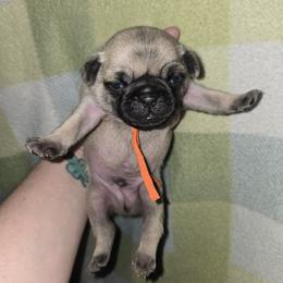 Boy 1 - Fawn male Pug puppy in Auburn, Kentucky from Prentice Family Pugs