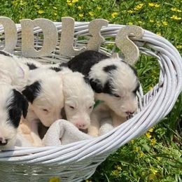 Sheepadoodles from Doodles Direct