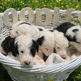 Sheepadoodles from Doodles Direct