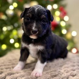 Fern - Black tri female Miniature American Shepherd puppy in Ash Grove, Missouri from 3 Barrels Farms, LLC