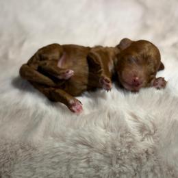 The Little Charmer - Red  male Poodle puppy in Davie, Florida from Dave Poodles