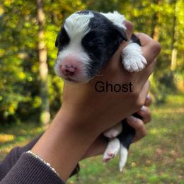 Ghost - Black and white male Sheepadoodle puppy in Clemson, South Carolina from Love Tallulah Sheepadoodles LLC