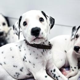 Bagheera - White and liver brown male Dalmatian puppy in Gray, Georgia from Fuller Spots