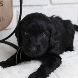 Bonnie - Black female Labradoodle puppy in Bryantown, Maryland from Doodles on Duty