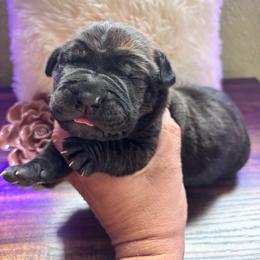 Purple collar - Chestnut brindle female Cane Corso puppy in Tucson, Arizona from Cane Corso Friends