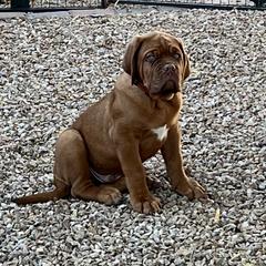 Mr. Red - Mahogany male Dogue de Bordeaux puppy in Las Vegas, Nevada from Rogue Bordeaux