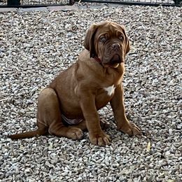 Mr. Red - Mahogany male Dogue de Bordeaux puppy in Las Vegas, Nevada from Rogue Bordeaux