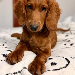 Riley (Forest Green) - Red  female Goldendoodle puppy in Miami, Florida from Katy's Toy Poodles & Doodles