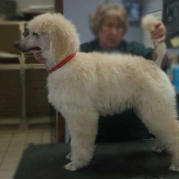 Anika Maroon Girl - Poodle puppy in Minnesota from Talisman Poodles