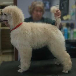 Anika Maroon Girl - Poodle puppy in Minnesota from Talisman Poodles