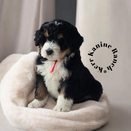Alvin - Red male Bernedoodle puppy in Ashton, Idaho from Kerr Kanine Ranch