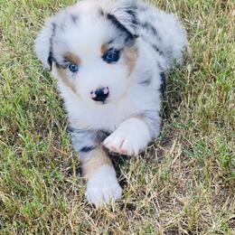 Miniature Australian Shepherd Puppies from Kuttin’ Up Mini Aussies