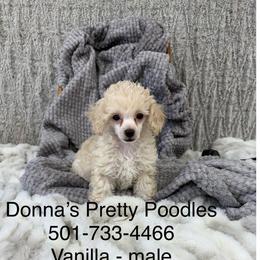 Vanilla - White male Poodle puppy in Vilonia, Arkansas from Donna’s Pretty Poodles
