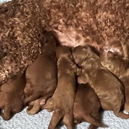 Girl 2 - Red  female Poodle puppy in Southwest Ranches, Florida from Herringbone ‘s Poodles