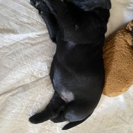 Boy 2 - Black male Black Russian Terrier puppy in Oklahoma from Ter’Avalon Kennel