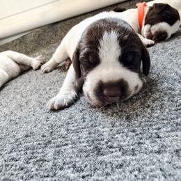 Pita (pink) - Liver roan female German Shorthaired Pointer puppy in Marshfield, Missouri from Suma Kennels