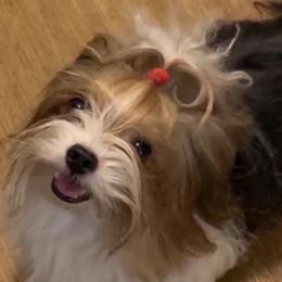 Ace - Yorkshire Terrier