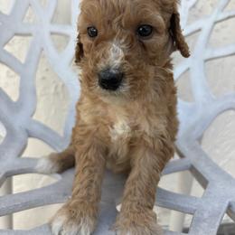 Tammy - Apricot female Goldendoodle puppy in Davie, Florida from Daviegoldendoodles