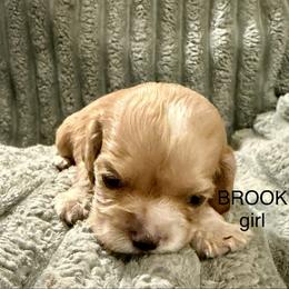 Brook - Buff female Cocker Spaniel puppy in Sumter, South Carolina from Cocker Eclipse In Home Kennel