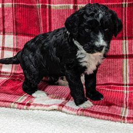 Aussiedoodle, Australian Shepherd, Bernedoodle, Cockapoo, and Poodle Puppies from Sis' Doodles & Poodles