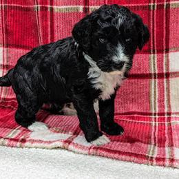Aussiedoodle, Australian Shepherd, Bernedoodle, Cockapoo, and Poodle Puppies from Sis' Doodles & Poodles