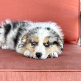 Australian Shepherd, Miniature American Shepherd, Miniature Australian Shepherd, and Toy Australian Shepherd Puppies from Painted Blue Aussies