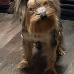 Nebula - Yorkshire Terrier