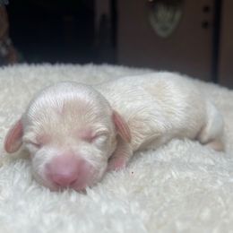 Dove - Cream female Dachshund puppy in Washburn, Tennessee from Clinch Mountain Dachshunds