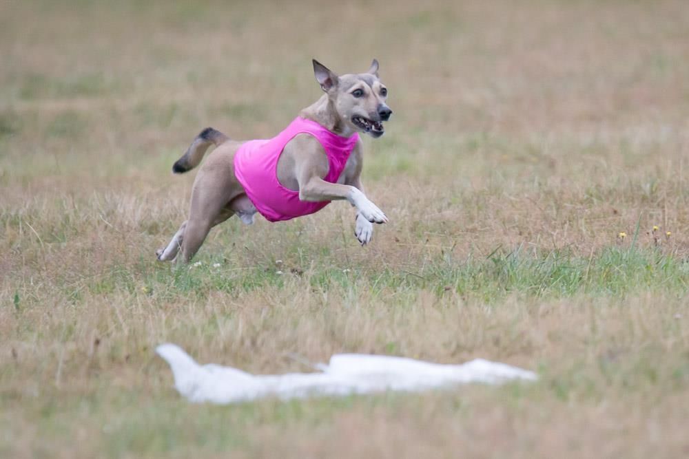 Basenji lure coursing in a bright pink coursing jacket