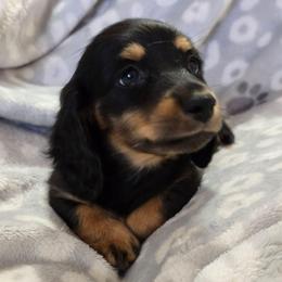 Flint - Black and tan male Dachshund puppy in Tonopah, Arizona from Desert Diamond Dachshunds