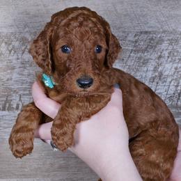 Hadley - Red  female Poodle puppy in Abilene, Texas from Mesquite Kennels