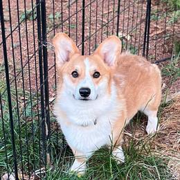 Pumpkin - Pembroke Welsh Corgi